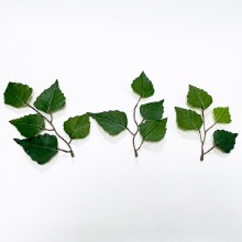 장식용 자작나무잎(약24개)